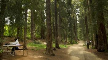 UC Davis T. Elliot Weier Redwood Grove