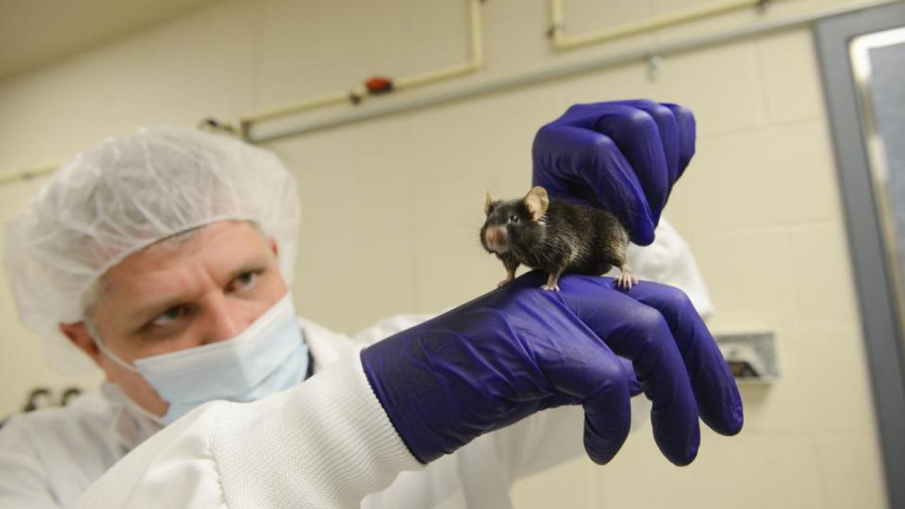 Jon Ramsey with the UC Davis School of Veterinary Medicine holds a mouse.