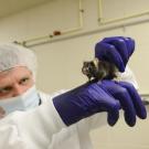Jon Ramsey with the UC Davis School of Veterinary Medicine holds a mouse.